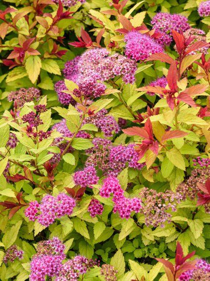 tavolnik japonsky goldflame 1