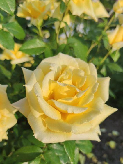 ruza krikova landora