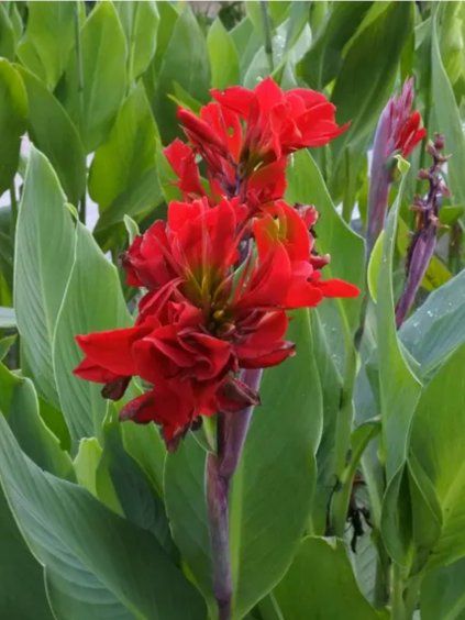 Canna 'Red' v kont. 12cm 3