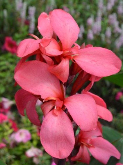 Canna 'Rose' v kont. 12cm 2