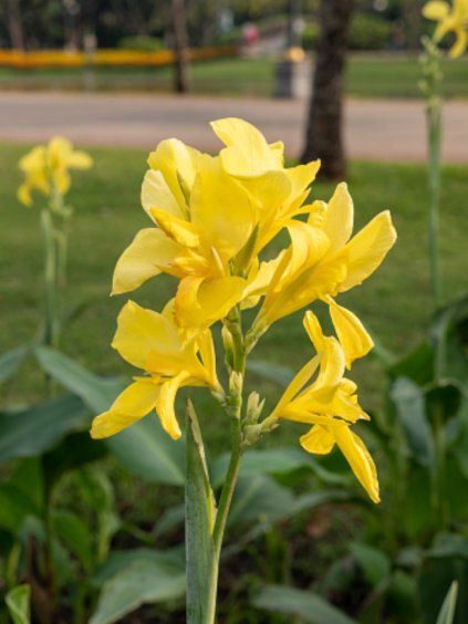 Canna 'Yellow' v kont. 12cm 3