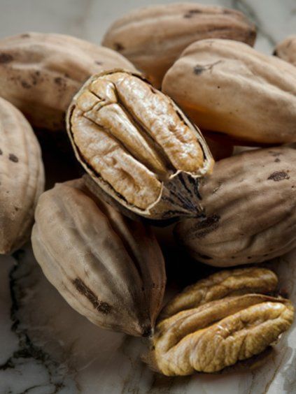 Pekánové orechy 'MOHAWK' 5l