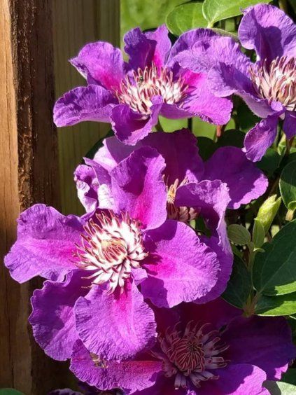 Clematis Plamienok 'ASHVA' v kont. 2l