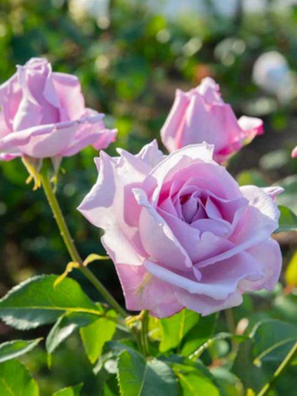 Ruža kríková 'SISSY' 3