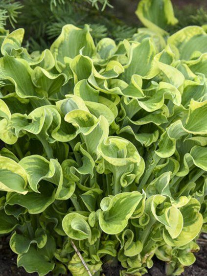 hosta shadowland whee