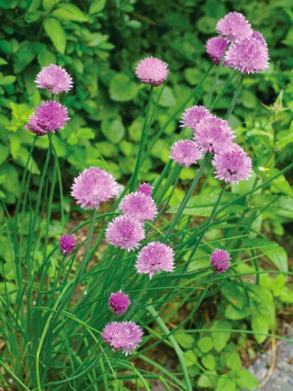 Pažítka 'Allium schoenoprasum'