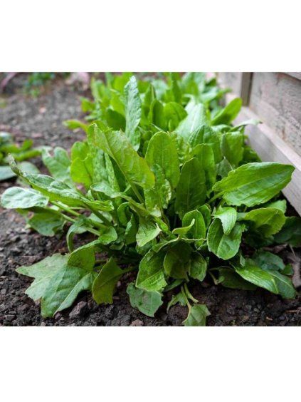 Rumex patientia