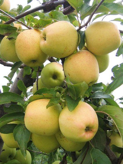 golden delicious