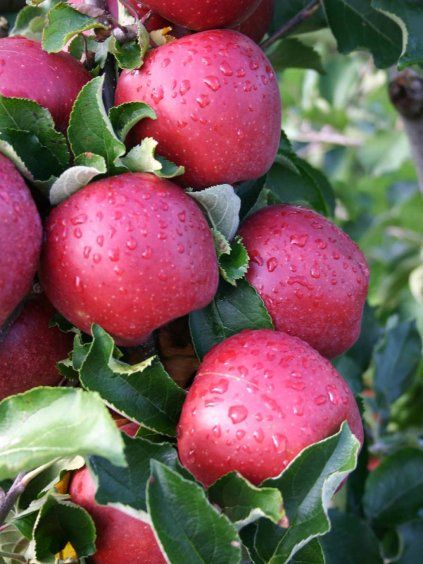 wilton's red jonaprince