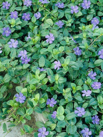 vinca minor 1
