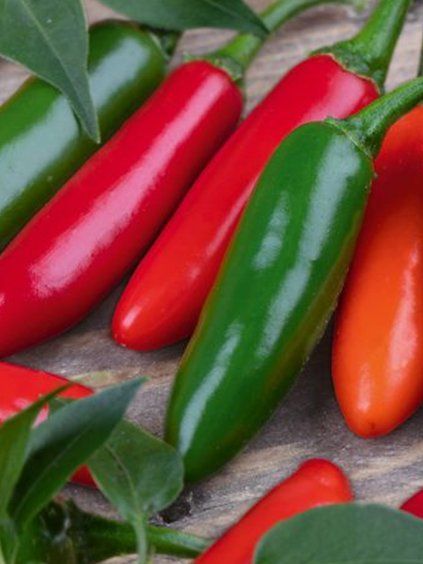 jalapeno jaladuro