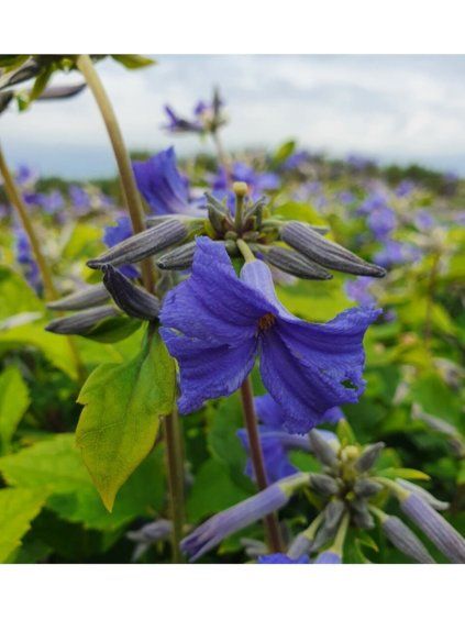 Clematis Plamienok 'CASSANDRA' v kont. 2l