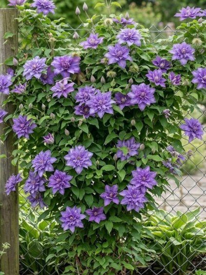 clematis vyvyan pennell 2