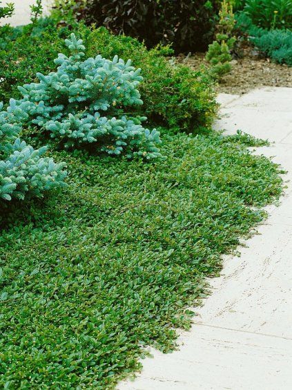 cotoneaster dammeri radicans