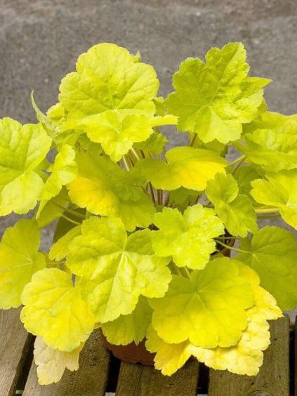 heuchera romano