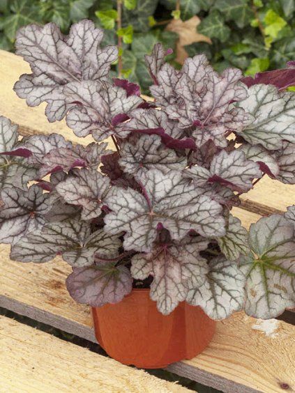 heuchera corretto