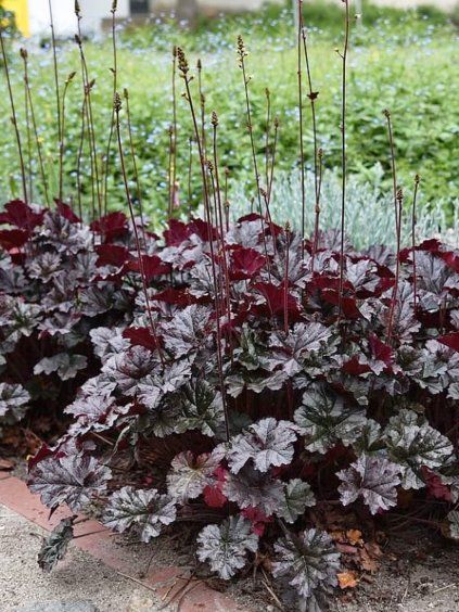 heuchera espresso