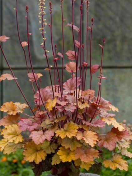 heuchera americano 2