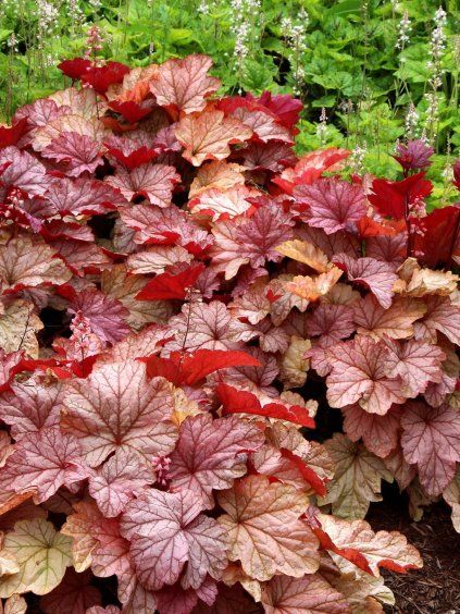 heuchera vienna