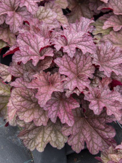 Heuchera shakerato 1,