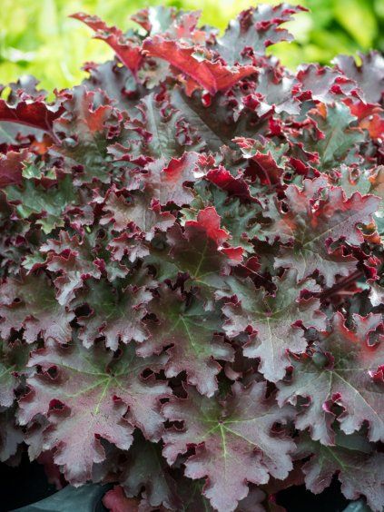 heuchera lungo 1