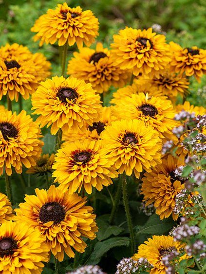 rudbeckia double kissing 1