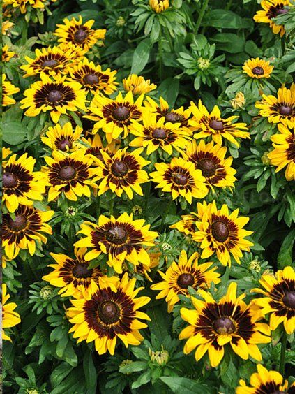 rudbeckia tiger