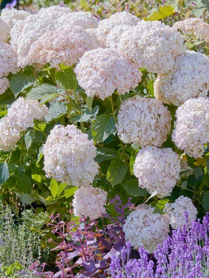 Hydrangea candybelle marshmallow 2