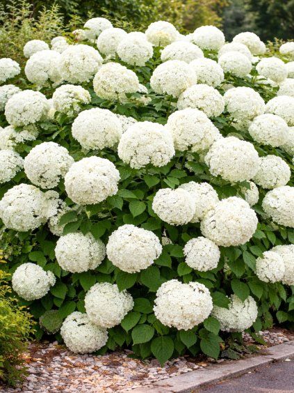 hortenzia annabelle 1