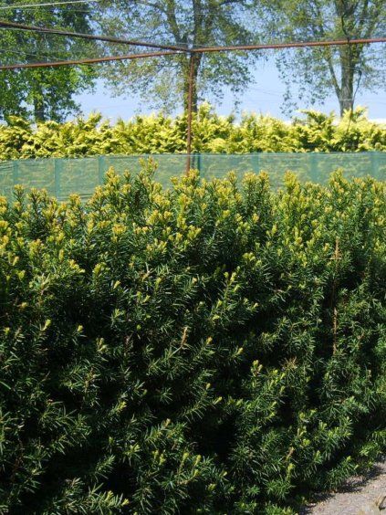 taxus media hicksii 1