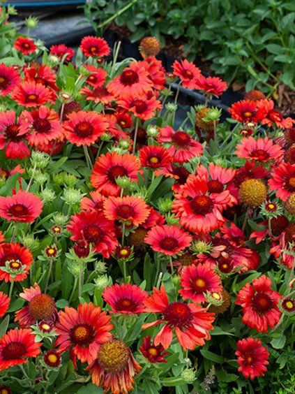 gaillardia mesa red 2