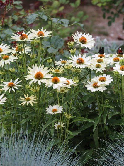 Echinacea innocent meadow mama