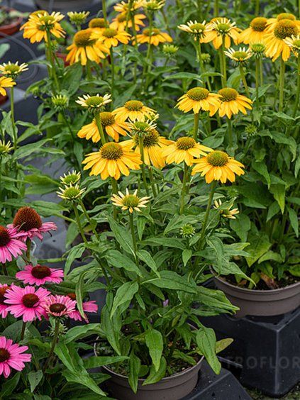 Echinacea sunmagic fantastic yellow