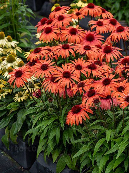 Echinacea sunmagic vintage orange 1