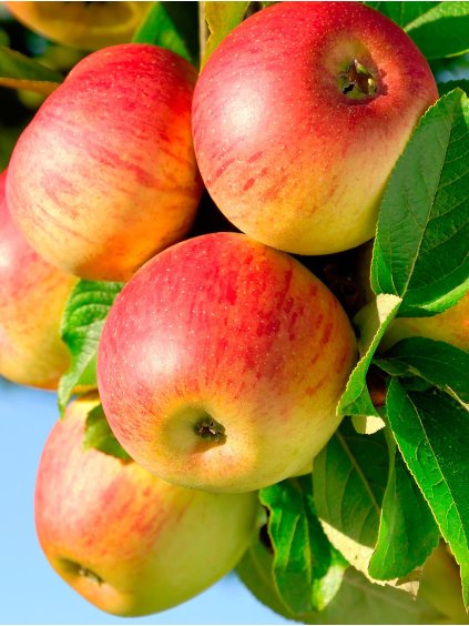 jonagold jablon alma