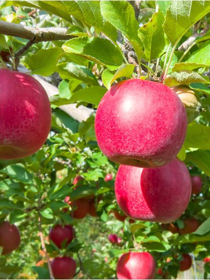 idared jablon almafa