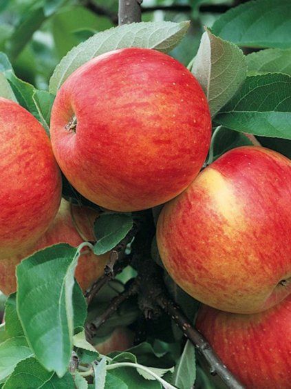 jablon pinova alma jablko