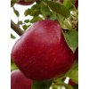 Jabloň jesenná 'RED CHIEF' podp. M9, voľnok.