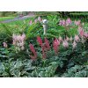 astilbe kombinacia