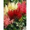 Astilbe 'Farebný Mix' 3ks