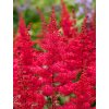 Astilbe Červený