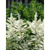 Astilbe Biely 1ks