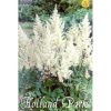 Astilbe Biely 1ks 2