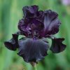 Iris germanica Black Tie Affair 0013791 05249