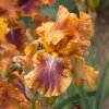 Iris germanica Autumn Leaves 0013790 23818