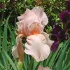 Kosatec - Iris germanica 'Pink'