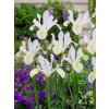 iris white van vliet 3