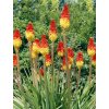 kniphofia
