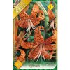 lilium tigrinum