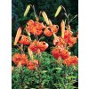 Lilium tigrinum 2